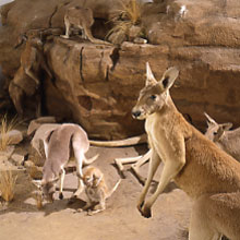 Contraceptives for ... Kangaroo