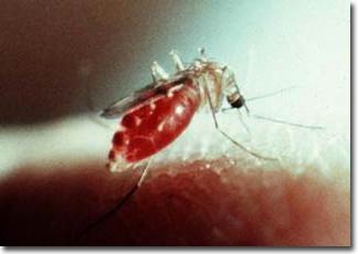 Control of harmful insects by gender 'switch'