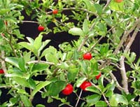 Control primitive flowering