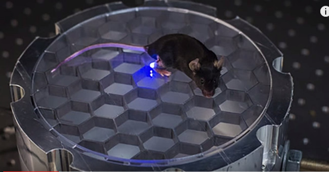 Controlling animal experiments as desired by radio and light has become a reality