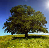 Controversy about plants that cause lung cancer
