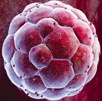 Controversy about technology to create perfect babies