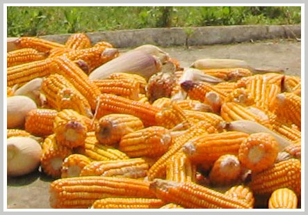 Controversy about the contraceptive effect of genetically modified corn