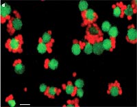 Controversy about the presence of microscopic life forms