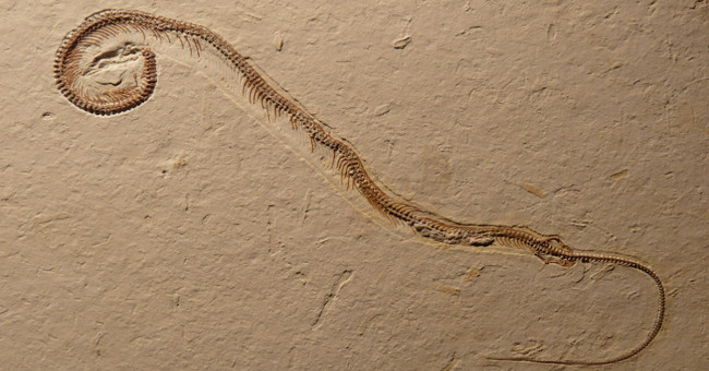 Controversy over 4-legged fossils