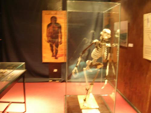 Controversy over the display of prehistoric Lucy in America