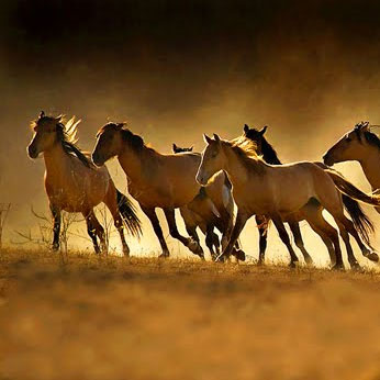Controversy over the origin of domesticated horses