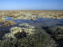 Coral Barrier - Coral Barrier
