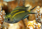Coral fish have the ability to regulate the sex of the fry
