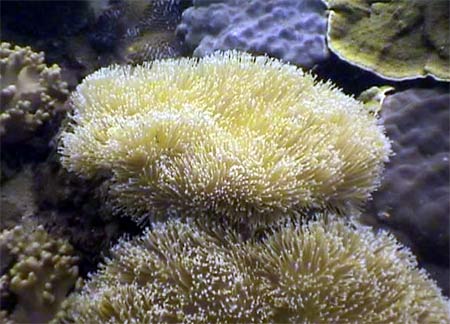 Coral in Son Tra peninsula is in danger of being destroyed