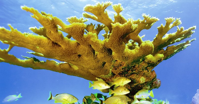 Coral is the longest living animal on Earth