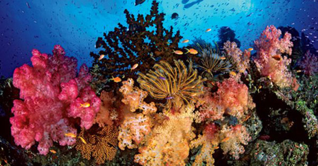 Coral Reef Belize Barrier