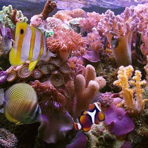 Coral reefs are likely to disappear by 2050