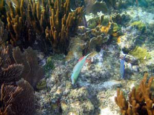Coral reefs in Vietnam - Endangered
