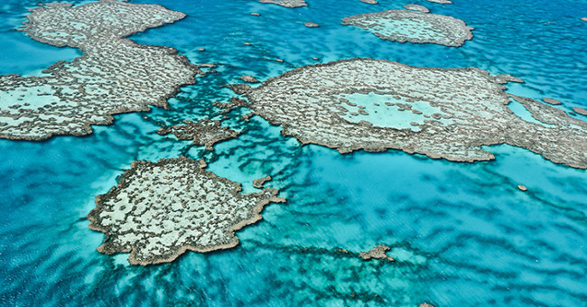 Coral reefs will die if seawater acidity does not decrease