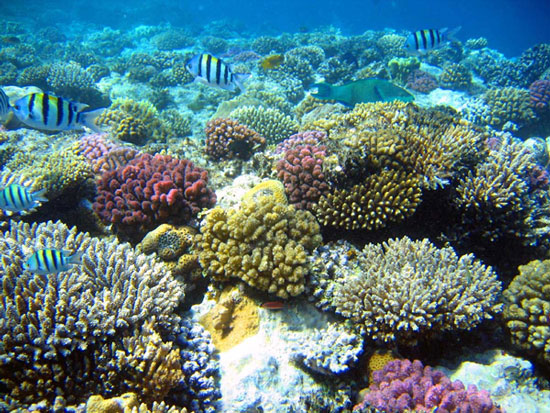 Coral shields are resistant to ultraviolet rays