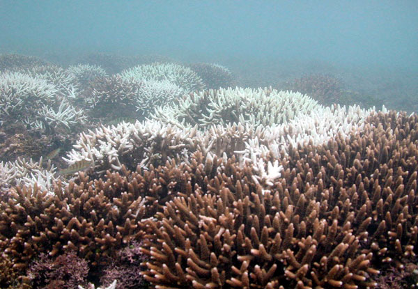 Coral sperm bank