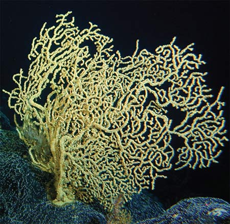 Coral - the oldest marine creature