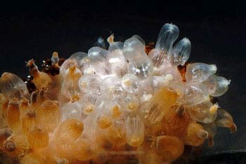 Corals are able to withstand high acidity