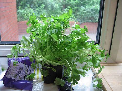 Coriander essential oils can kill resistant bacteria
