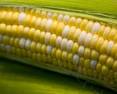 Corn, pumpkin ... enhances vision for the elderly