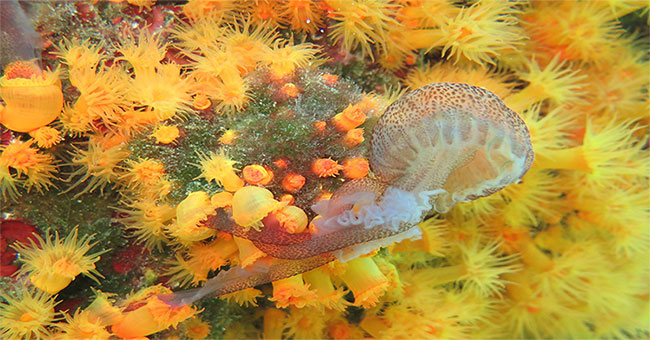 Corrosion of corals catches meat-eating jellyfish