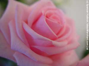Cosmetics from spring flowers