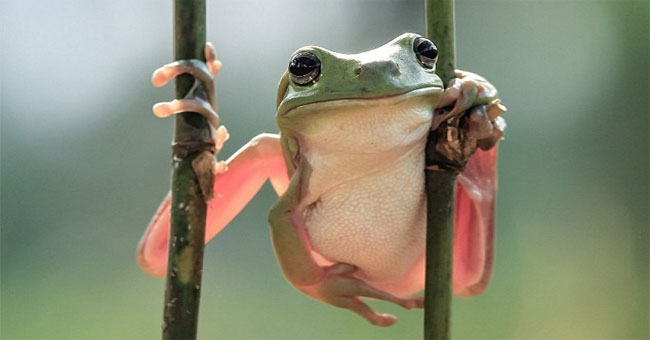 Costa Rica discovered frogs that are thought to be extinct