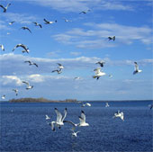 Count seabirds by recording sounds