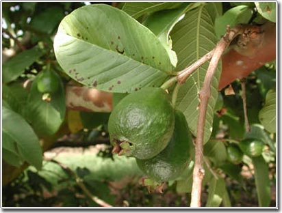 Cover guava fruit with nylon bag to prevent pests