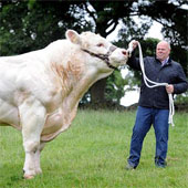 Cow weighs nearly two tons