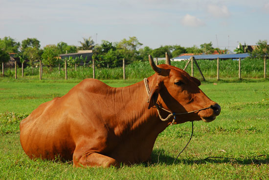 Cows also cause a greenhouse effect