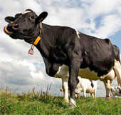 Cows can predict rain