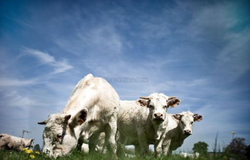 Cows drink wine