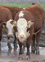 Cows use tools to make designs