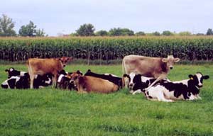 Cowsitis and reproductive cows