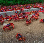 Crab dyed red island in Australia