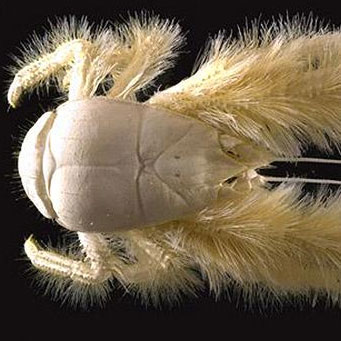 Crab 'forest man'