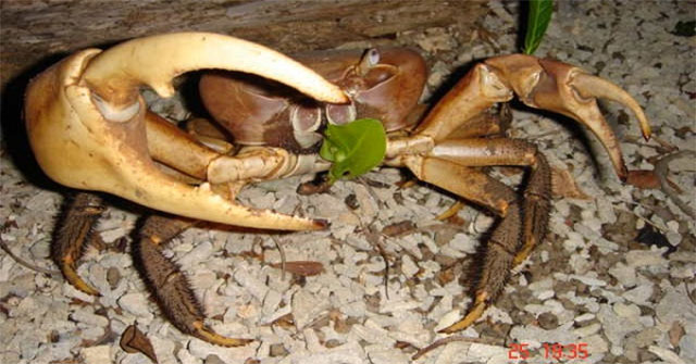 Crab tanks - Vietnam's largest shallow crab species only available in Con Dao