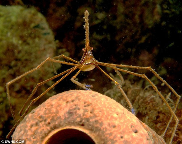 Crabs have legs five times longer than their bodies