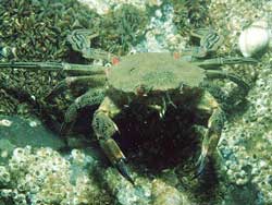Crabs live in warm water