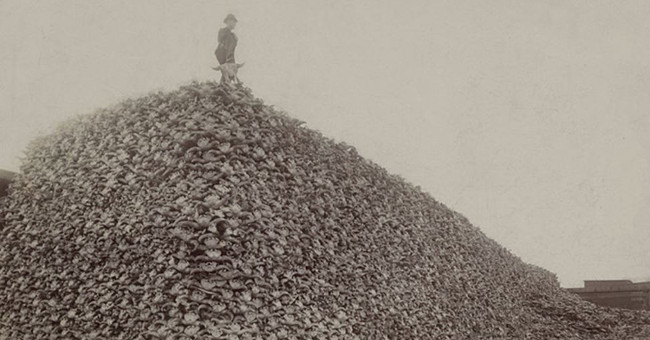 Cranial mountain exposed the great massacre of bison