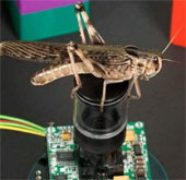 Crashed by grasshopper