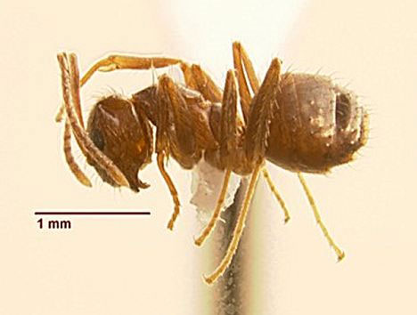 'Crazy' ants make America panic