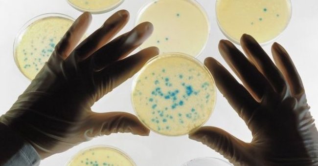 Create a 'destructive switch' to control genetically modified organisms