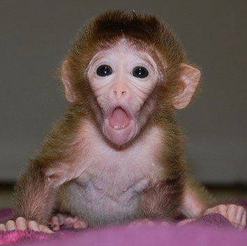 Create a 'goose bump' to breed monkeys