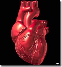 Create a heart beating in a laboratory