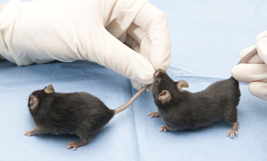 Create anti-allergic immune cells from rat fat tissue