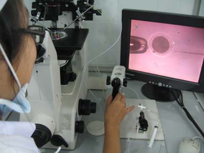 Create cow embryos from sperm injection into eggs