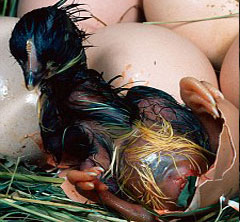 Create crocodile hybrid chicken